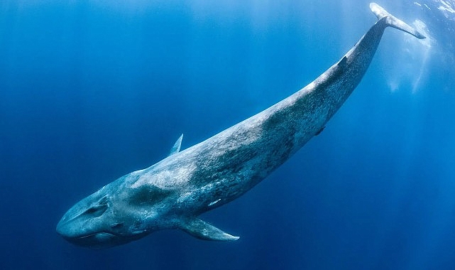 'Derin Deniz Devleri', 28 Haziran Pazar Saat 20.00'de National Geographic WILD Ekranlarında!