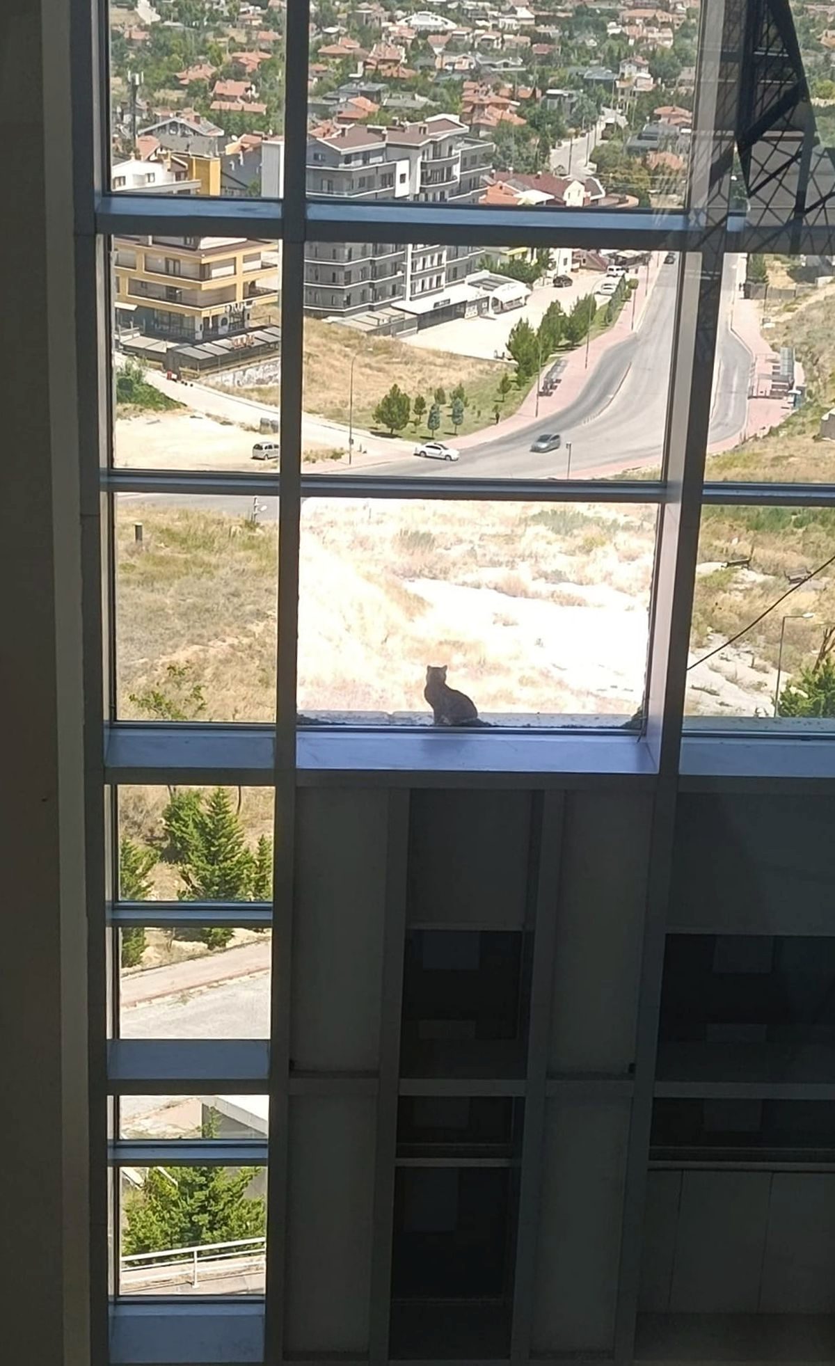 16 metre yükseklikte mahsur kalan kedi, kafes yöntemiyle kurtarıldı