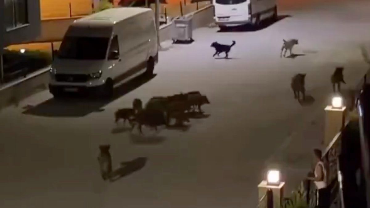 Aydın'da başıboş domuz sürüsü, başıboş köpek sürüsüne saldırdı