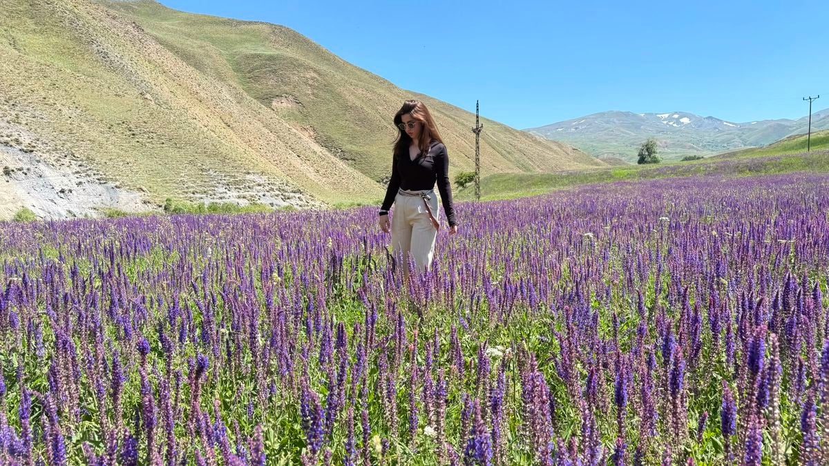 Başkale'de lavanta tarlası ilgi odağı oldu