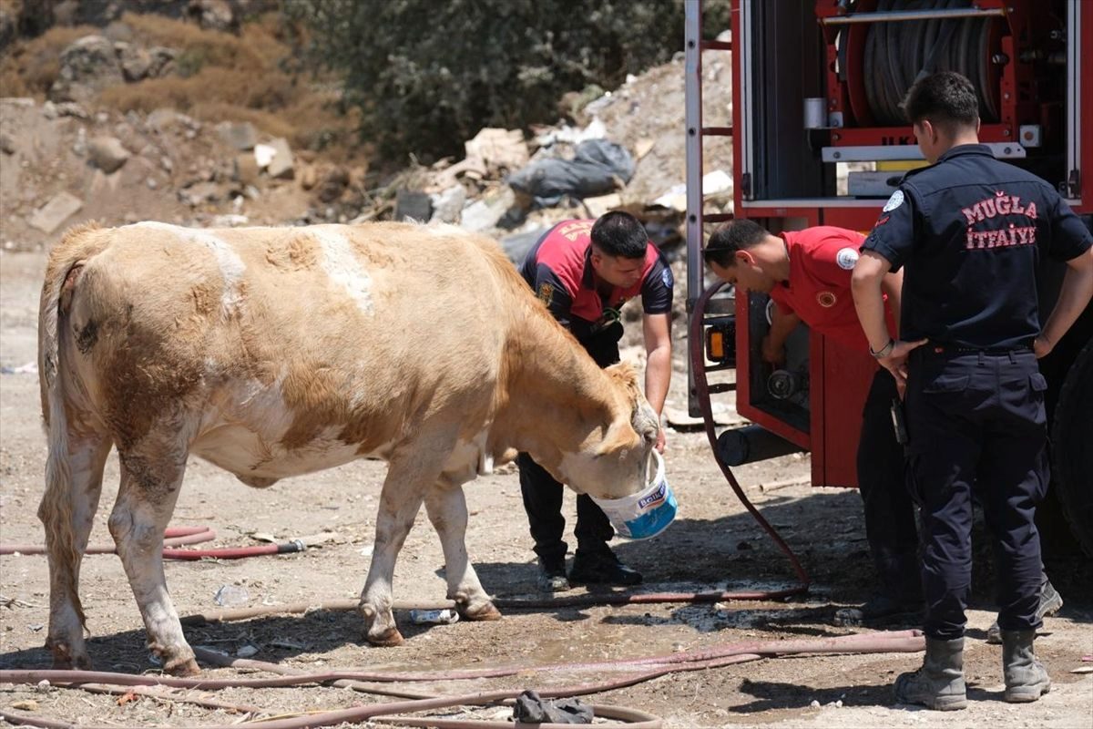 Bodrum'da itfaiye ekipleri yangın alanında susayan ineklere kovalarla su içirdi