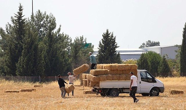 Buca Belediyesi'nden hayvancılığa can suyu