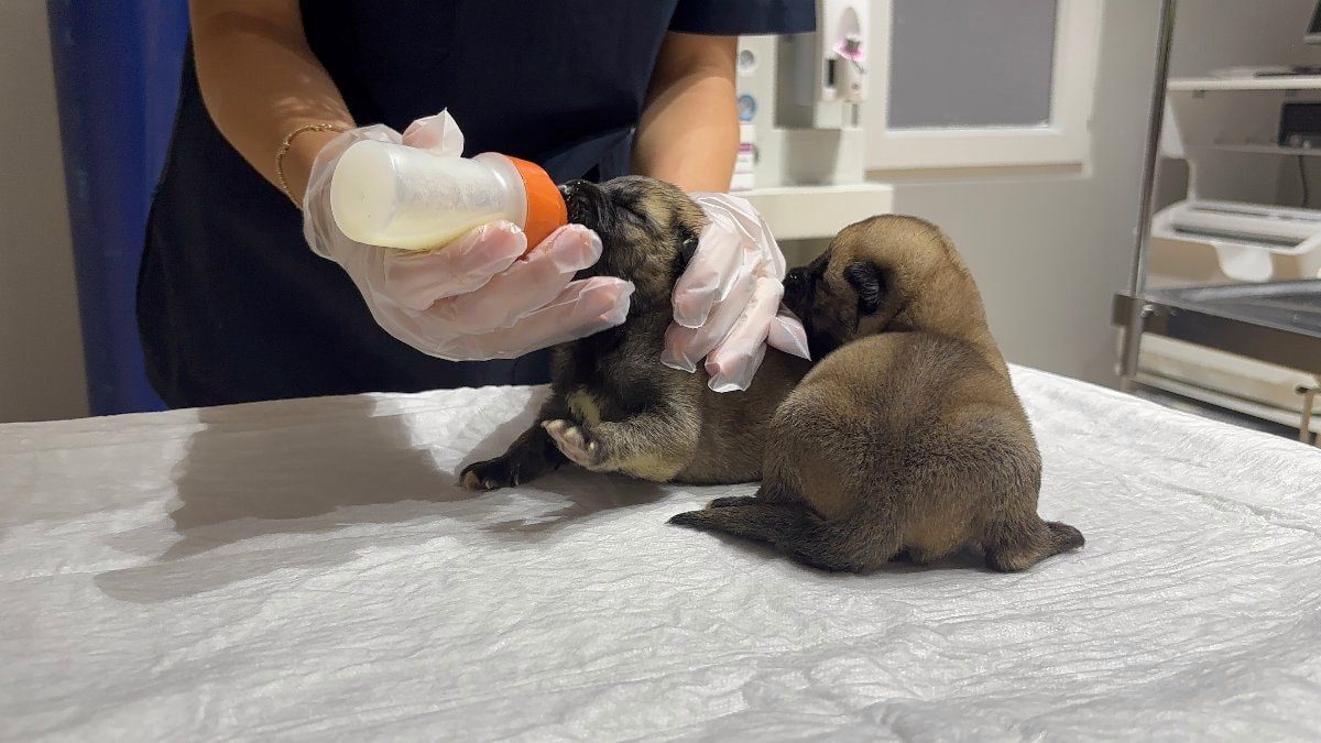 Bursa'da kangal köpeği 10 yavrusundan 8'ini boğdu, 2'si kurtarıldı