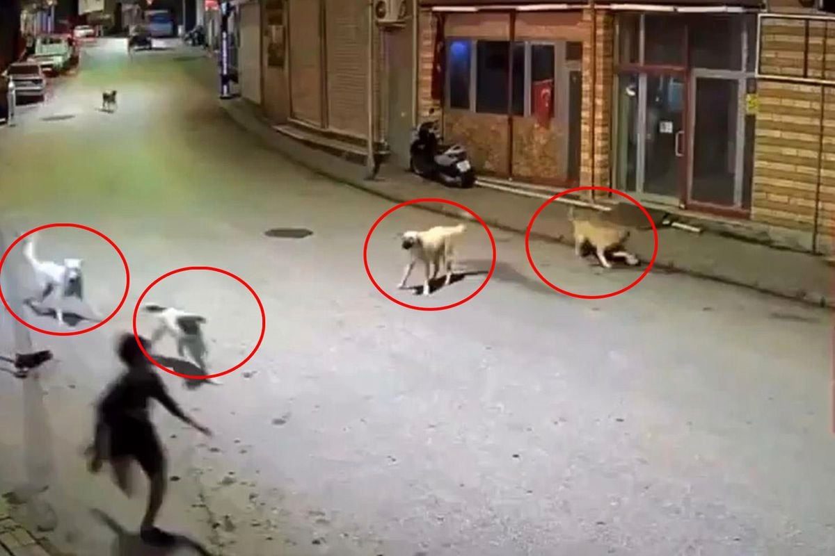 Dehşete düşüren anlar: Sokak köpekleri 10 yaşındaki çocuğu parçalıyordu