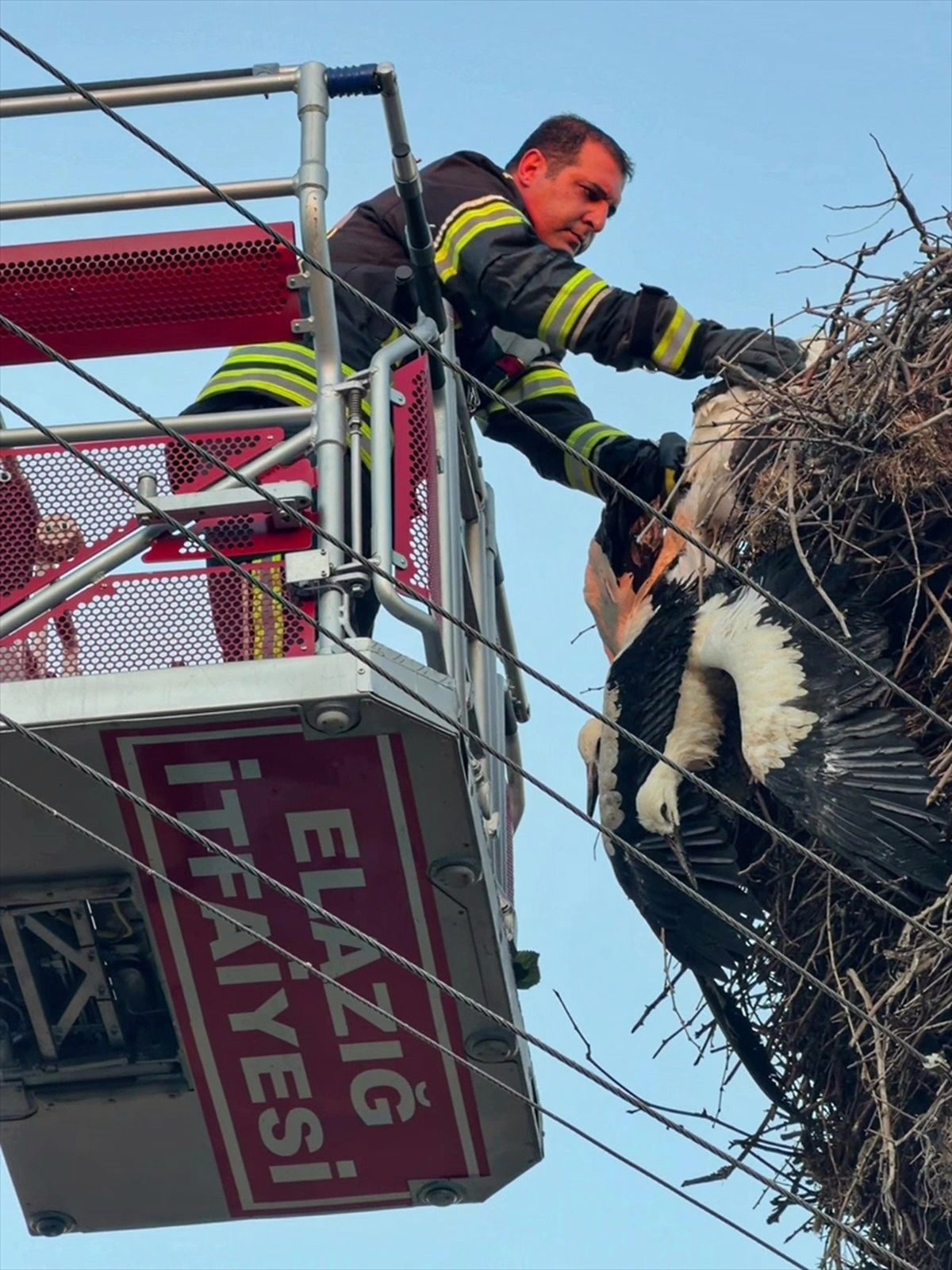 Elazığ'da birbirlerine dolanıp yuvalarından sarkan leylek yavruları kurtarıldı