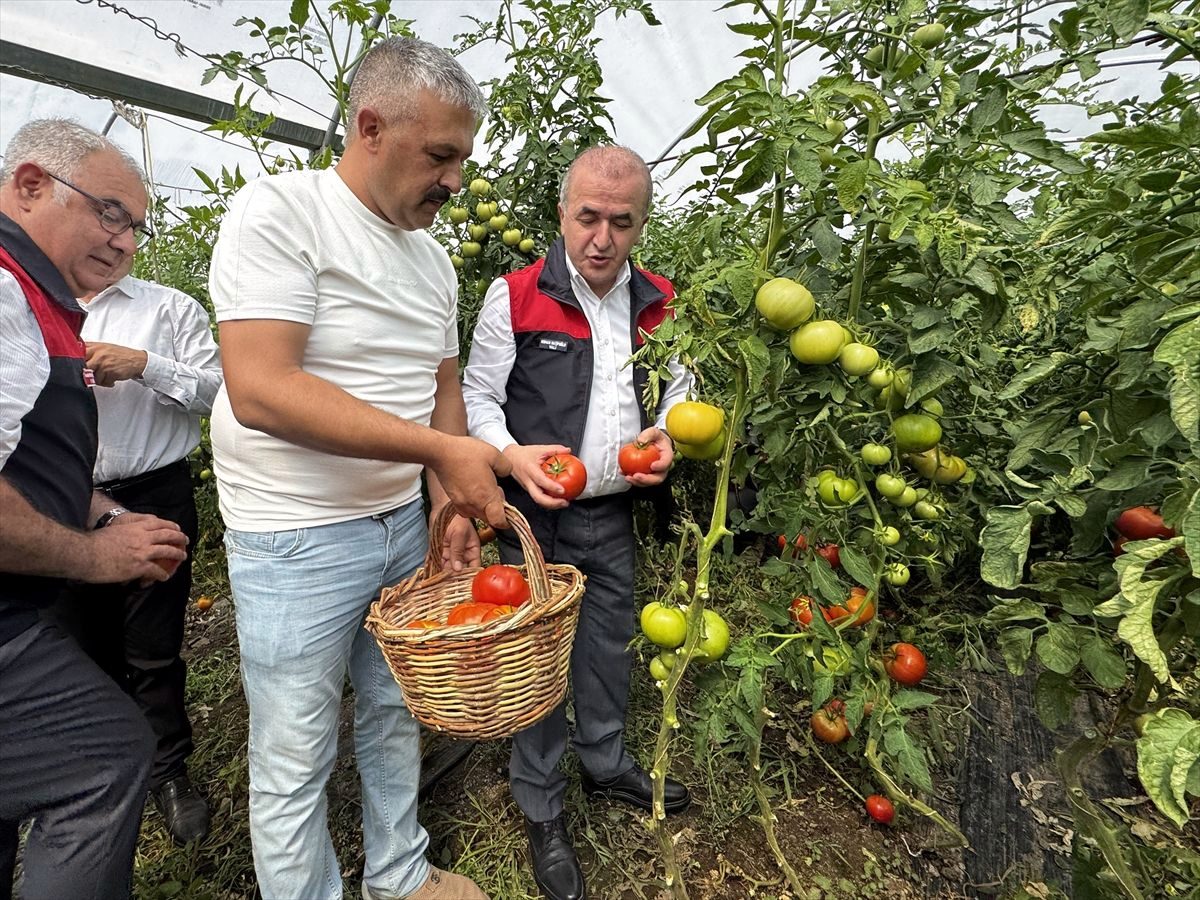 Elazığ'da yaklaşık 320 dekar sera alanında yetişen domateste hasat başladı