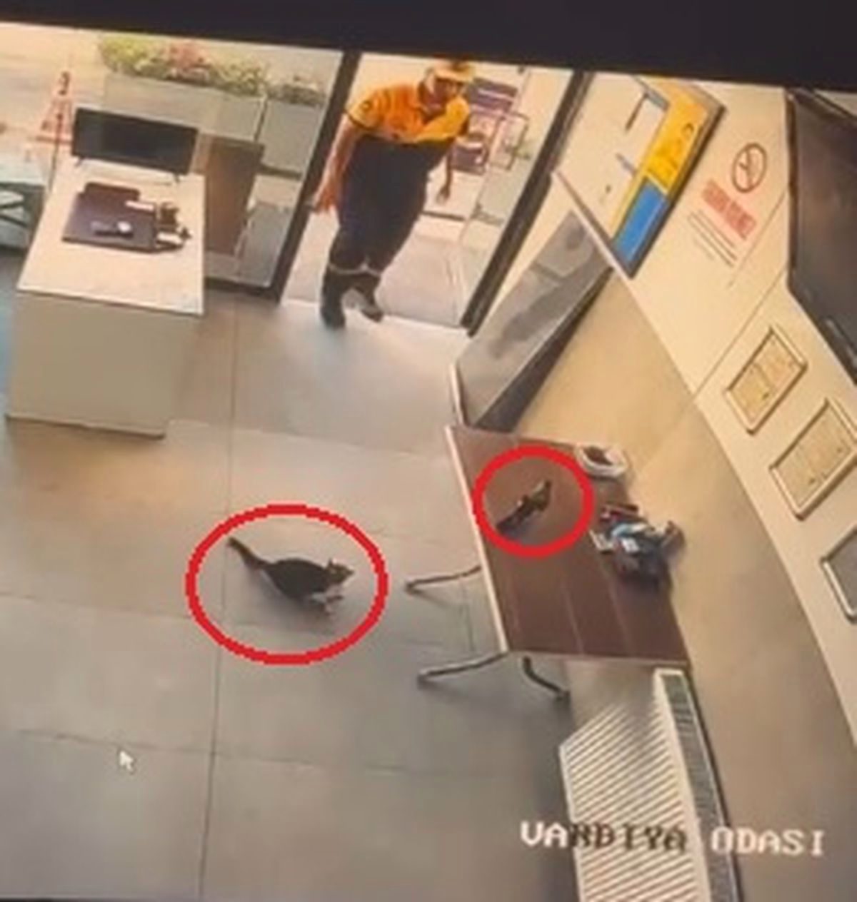 İş yerine giren kargayı kediden kurtardı; o anlar kamerada