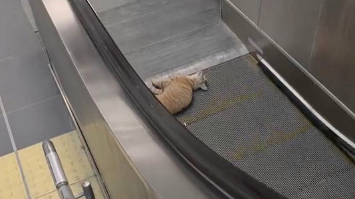 İstanbul'da metro istasyonunda kedi yürüyen merdivene sıkıştı