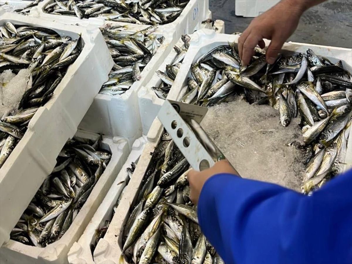 İzmir'de 241 kilo kaçak su ürününe el konuldu