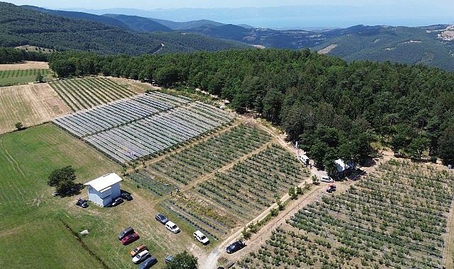 İznik'te Maviyemiş Hasadı Başladı