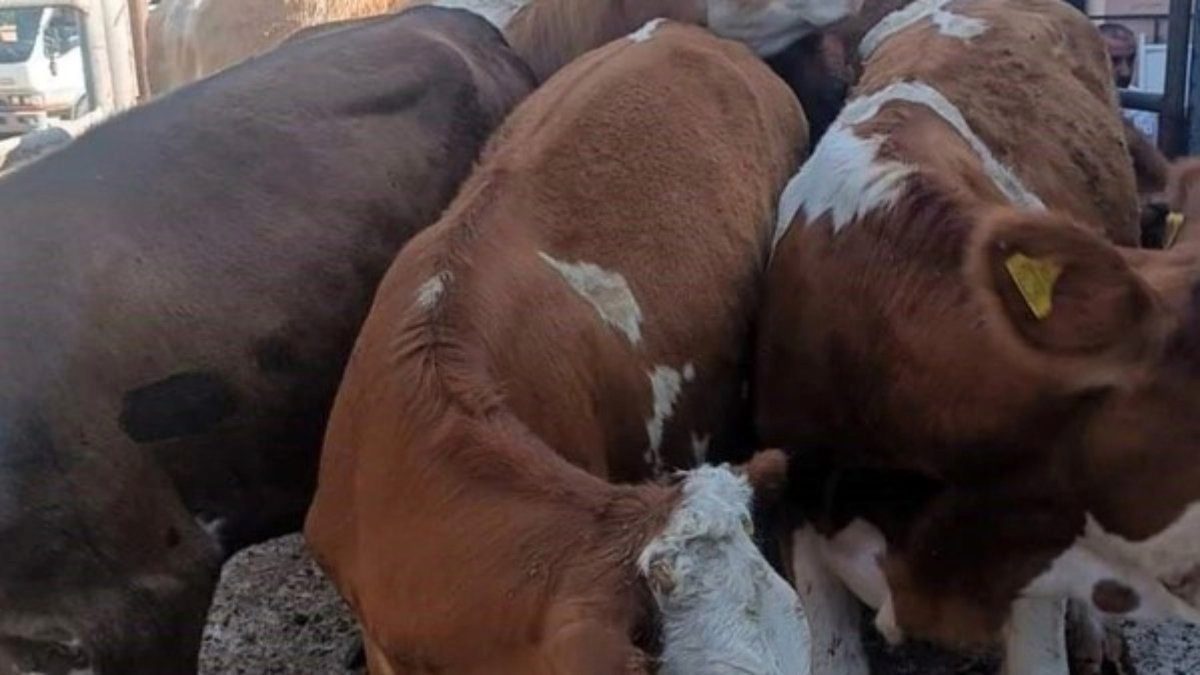 Kırklareli'nde kaçak hayvan sevkiyatına 175 bin lira ceza