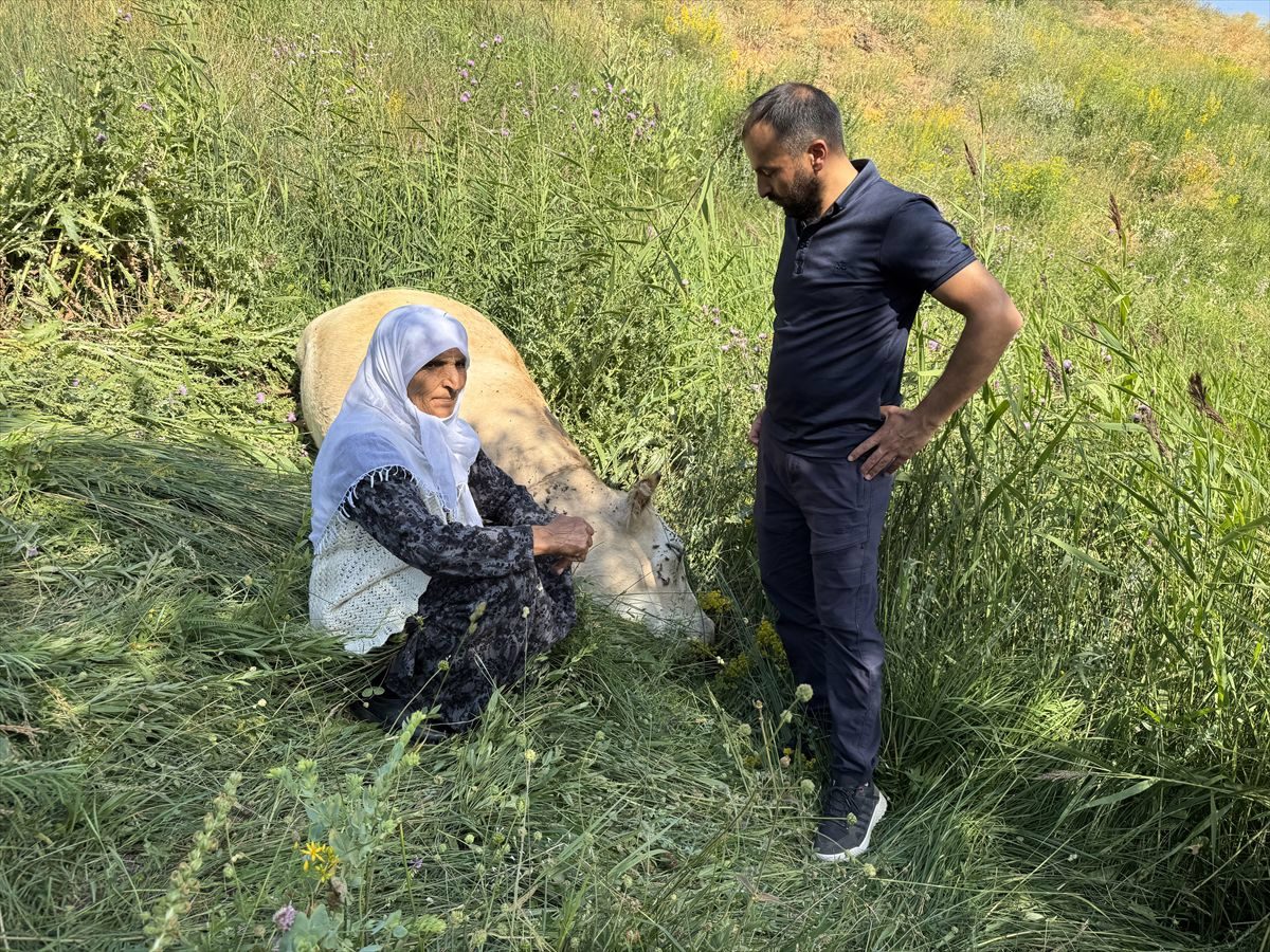Köylü kadına hayırseverlerden 2 inek ve 2 buzağı hediyesi