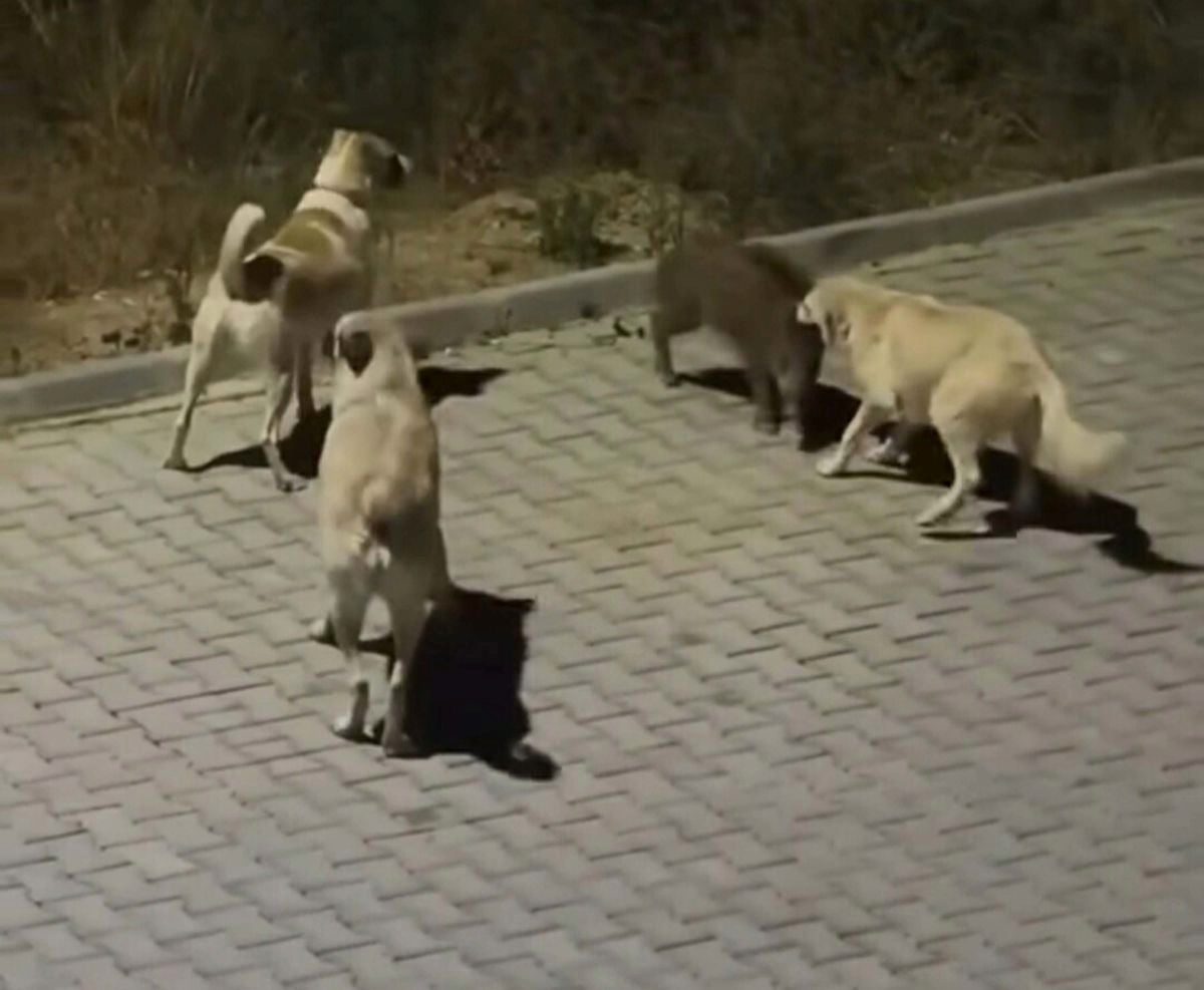 Kuşadası’nda başıboş köpekler yavru yaban domuzuna saldırdı; o anlar kamerada