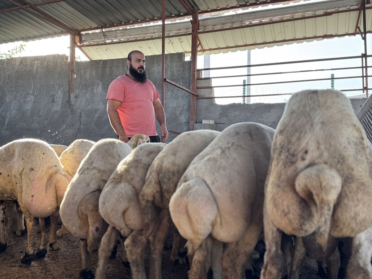 Osmaniye'de sağanakta su basan ahırdan koyunlarını çıkaran besici yaşadıklarını anlattı