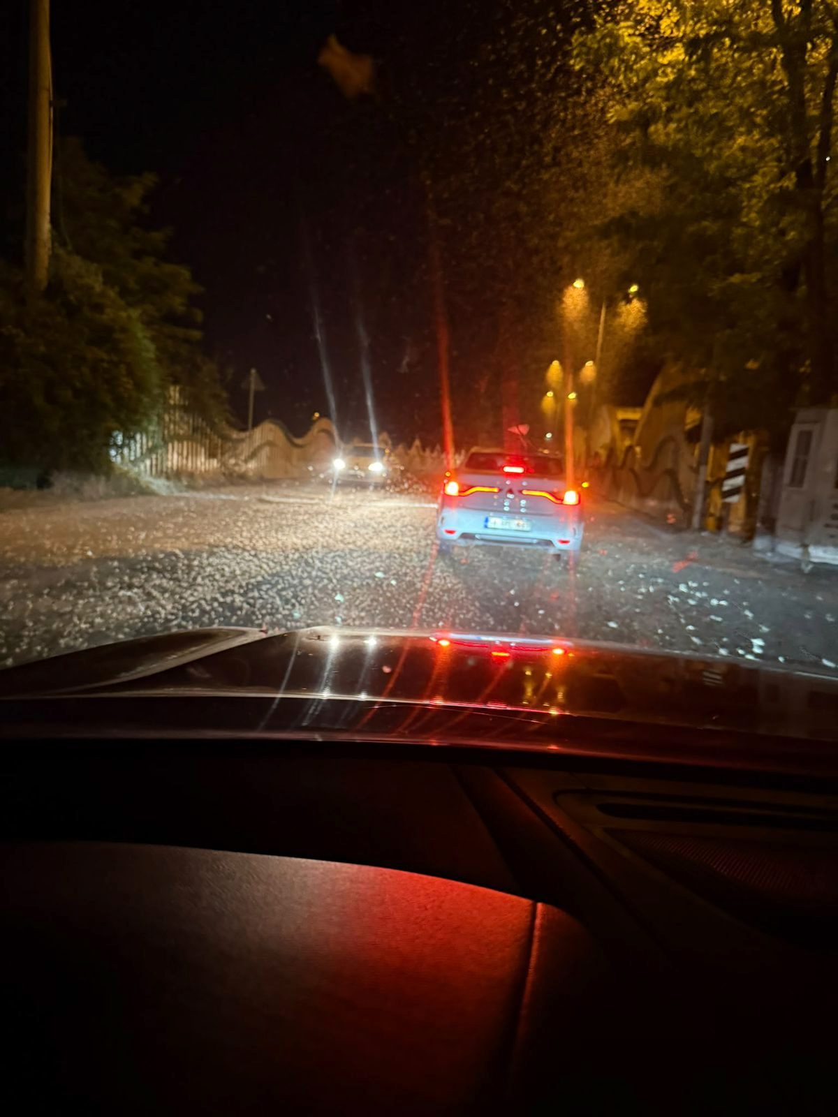 Sakarya'da 'kelebeklerin ölüm dansı' yeniden yaşandı