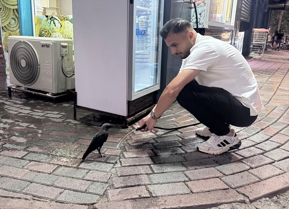 Siirt'te susayan kargaya esnaf tarafından su verildi