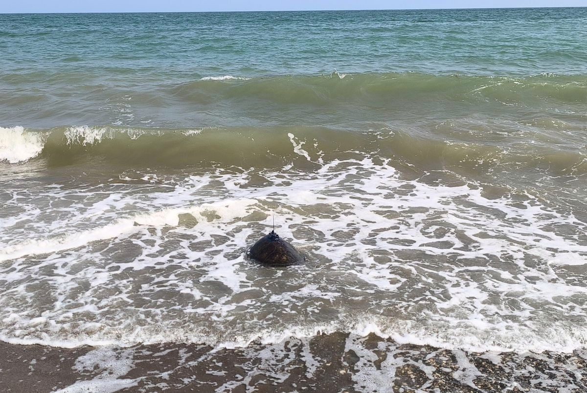 Tedavi edilen Mersin ile Göksu, mavi sulara bırakıldı