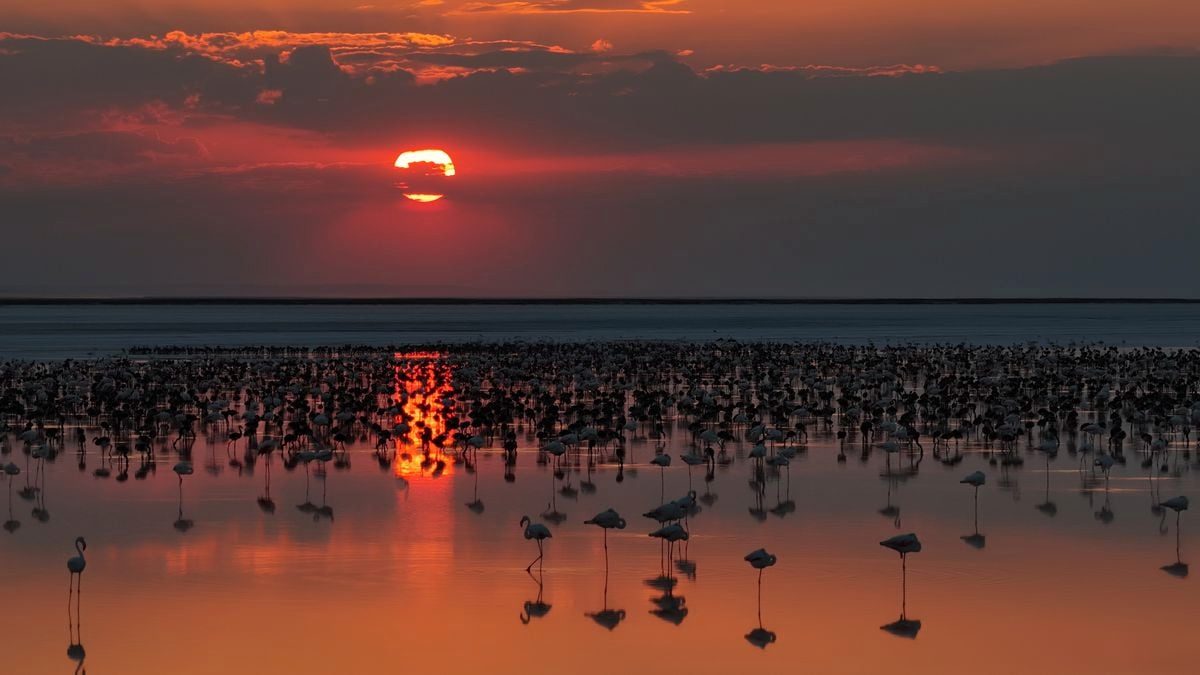 Tuz Gölü'nde flamingo yavrusu sayısı son 5 yılın rekorunu kırdı