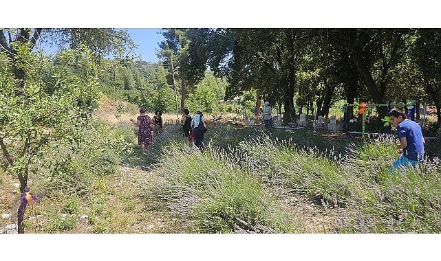 Vatandaşlar Gedelme'nin Mor Güzelliğiyle Buluştu
