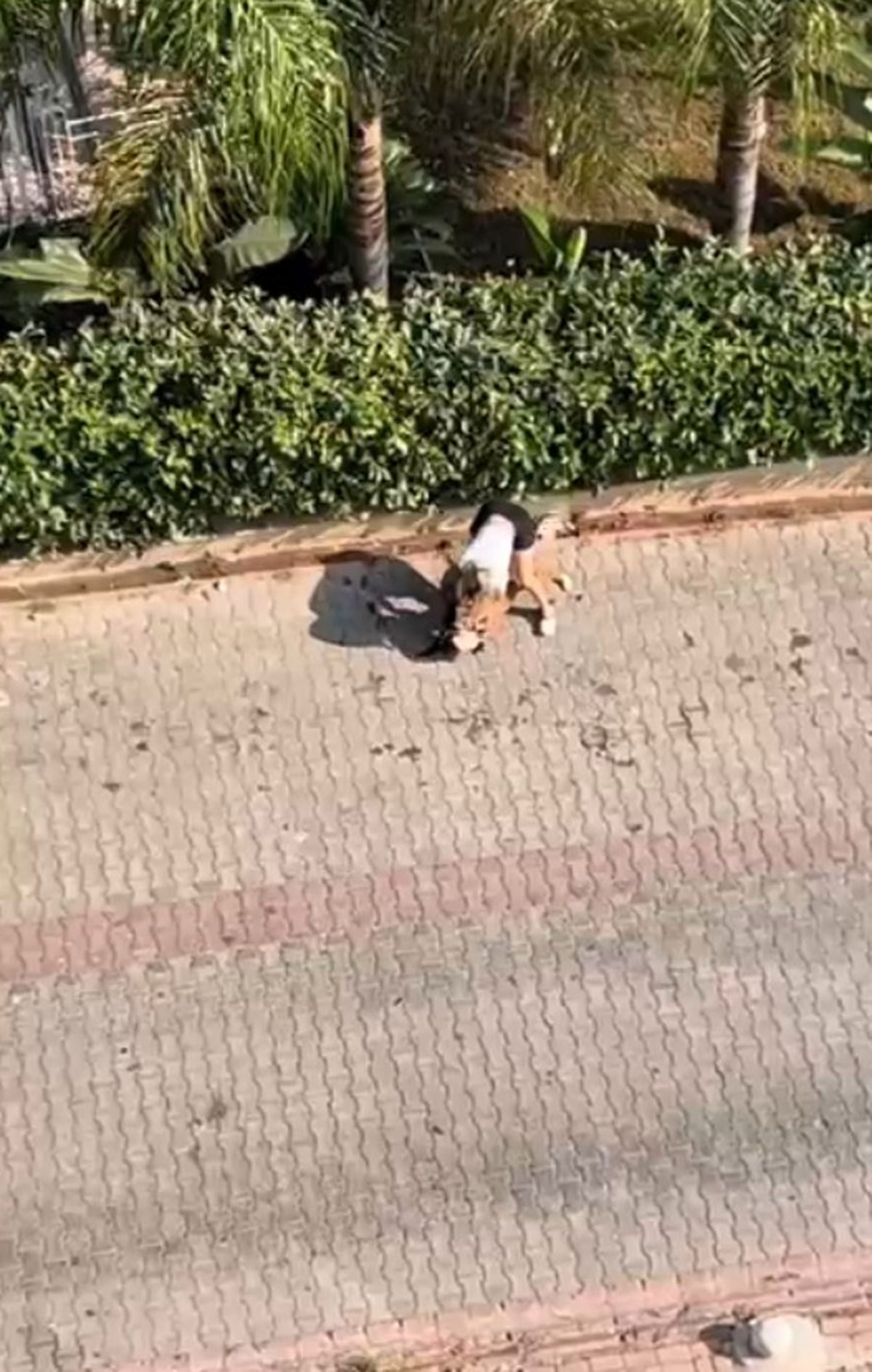 Adana'da Pitbull Sokak Kedisini Öldürdü, Sahibi 'Polisi Aramayın' Ded