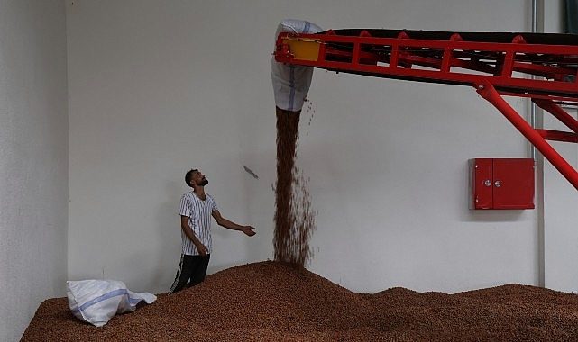 Kandıra'nın fındığı Büyükşehir güvencesinde