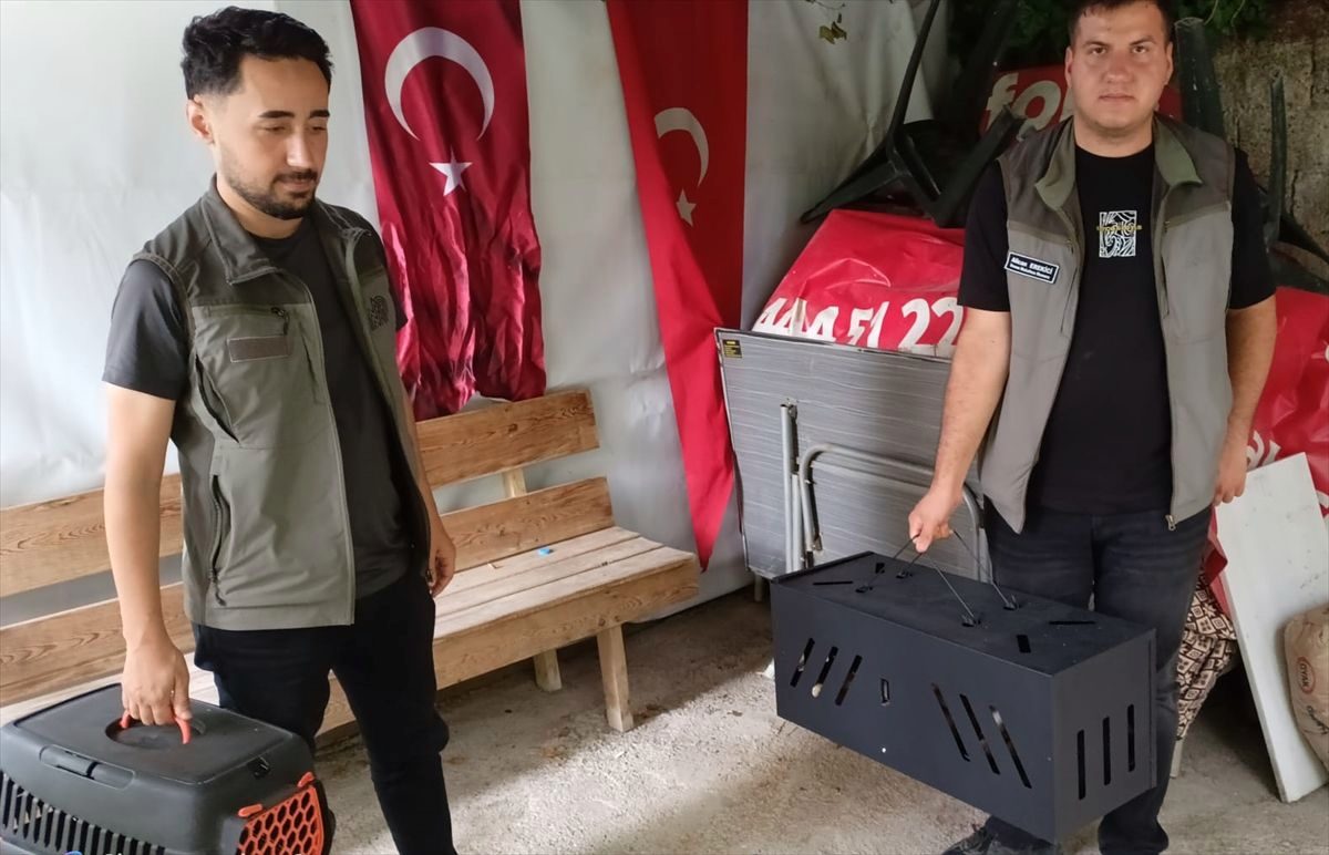 Reşadiye'de Çukura Düşen Tilki Yavrusu Kurtarıldı