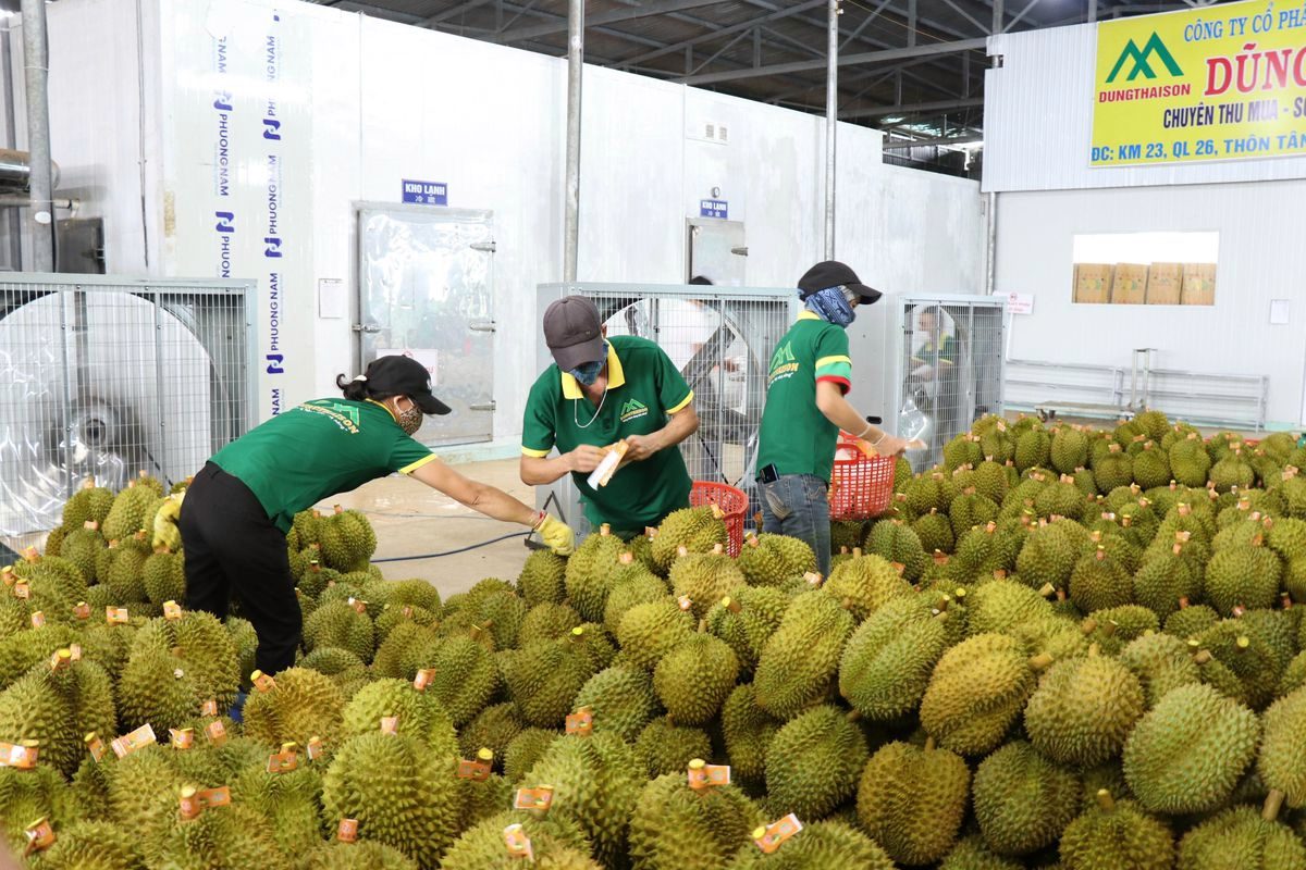 Vietnam'ın Çin'e Meyve ve Sebze İhracatı Yılın İlk Yarısında Yüzde 25 Arttı