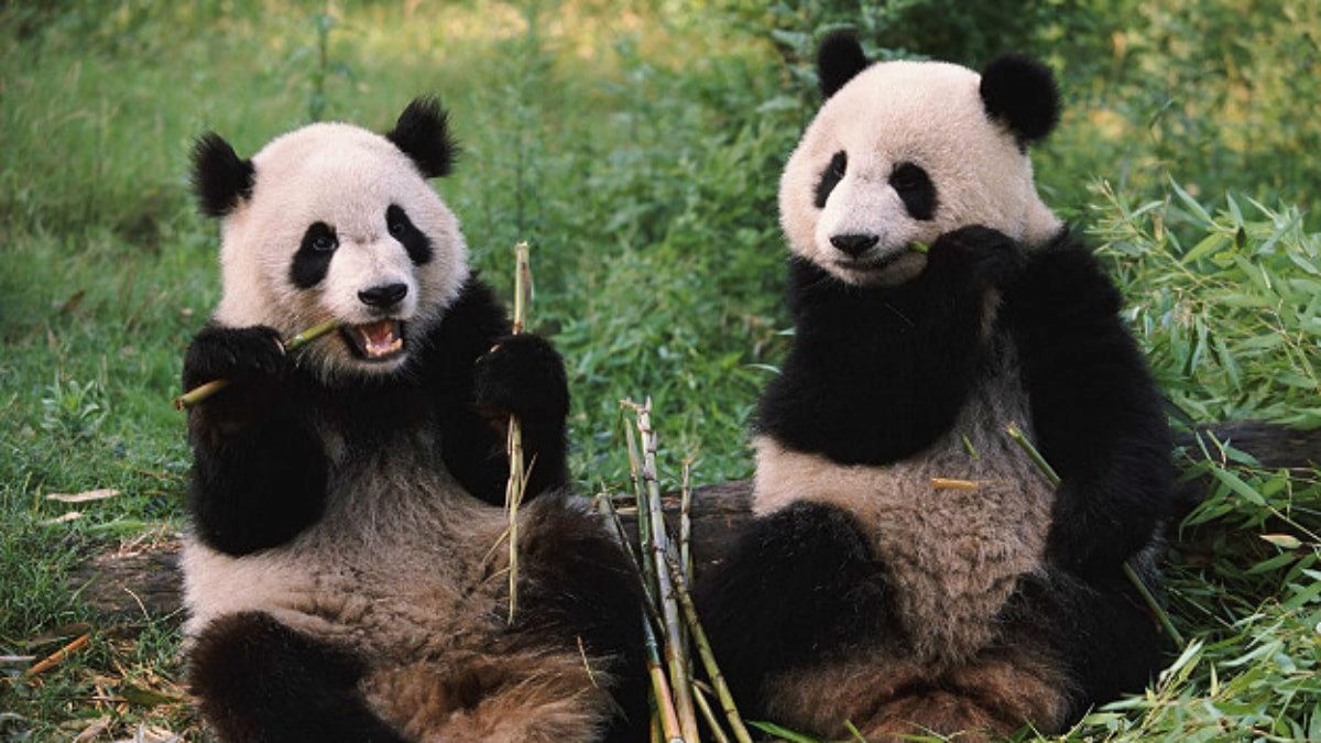 Çin'den ABD'ye 'dostluk' hediyesi: İki panda yola çıktı