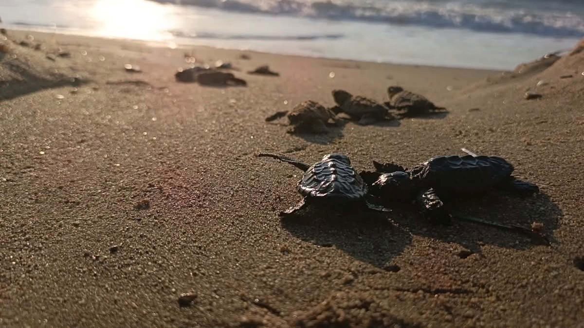EKODOSD, Kuşadası Davutlar'da yuvada sıkışan 22 caretta yavrusunu denizle buluşturdu