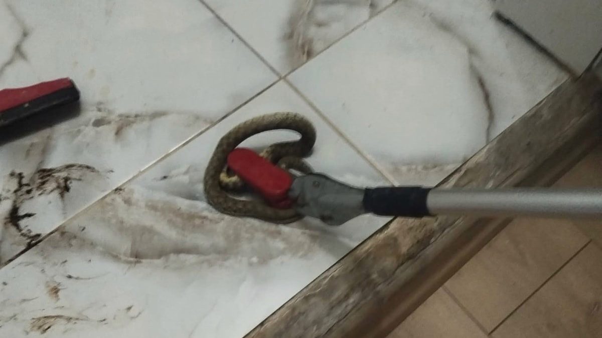 Hatay'da yerleşim yerlerinde yılan paniği